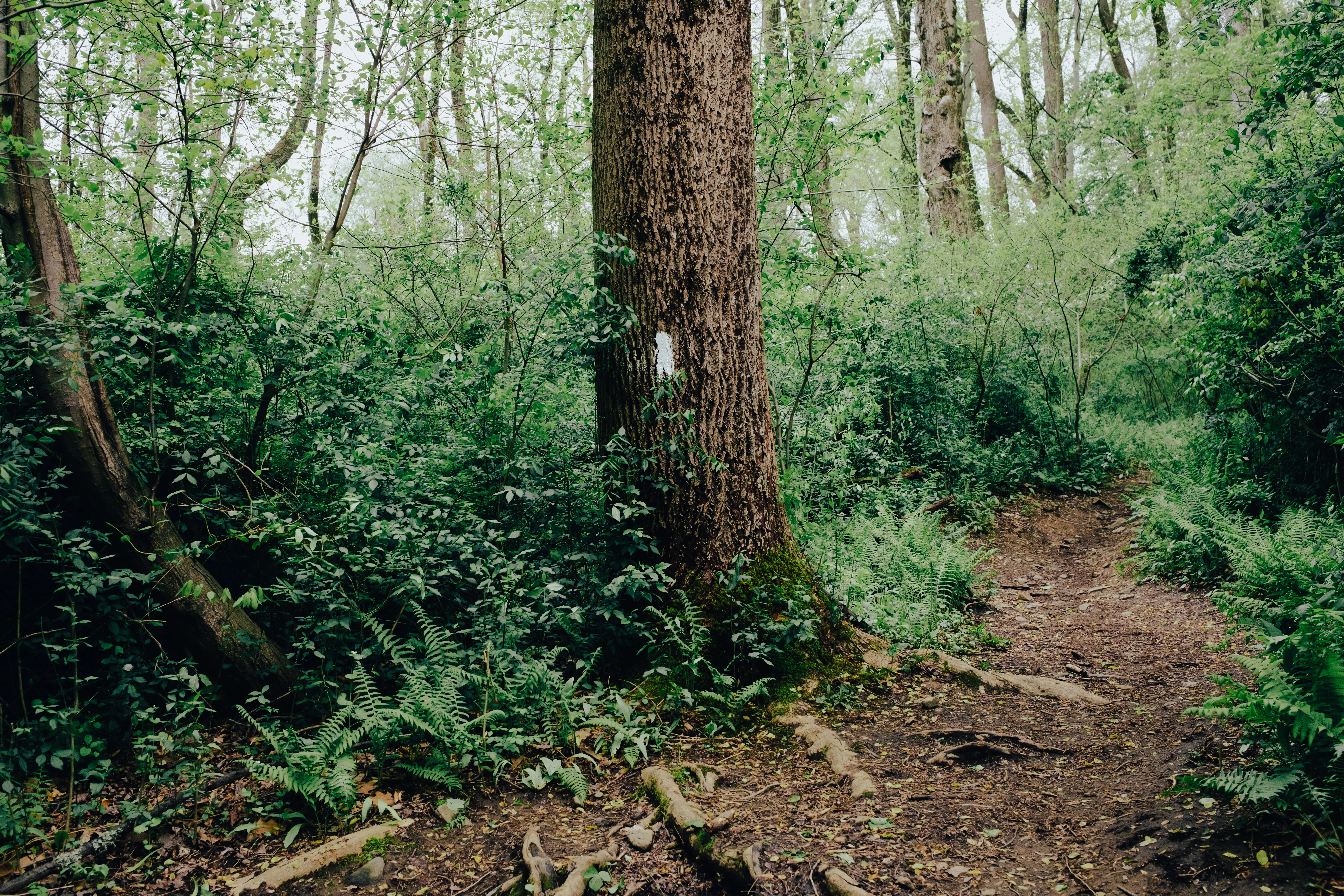 Tree in a forest with a white blaze